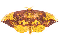 Imperial moth, (Eacles imperialis)