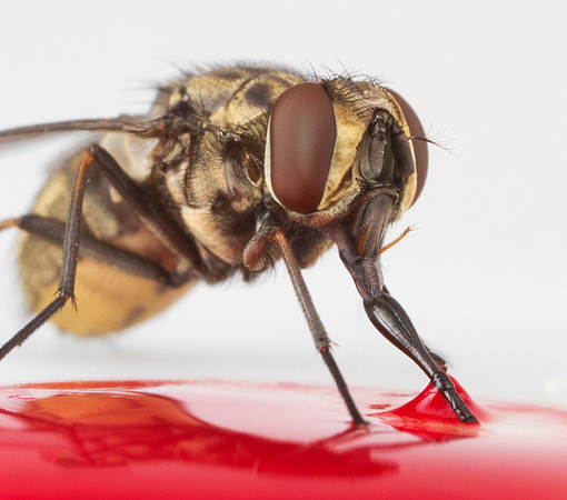 Stable fly (Stomoxys calcitrans)