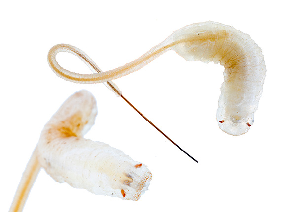 Rat-tailed maggots