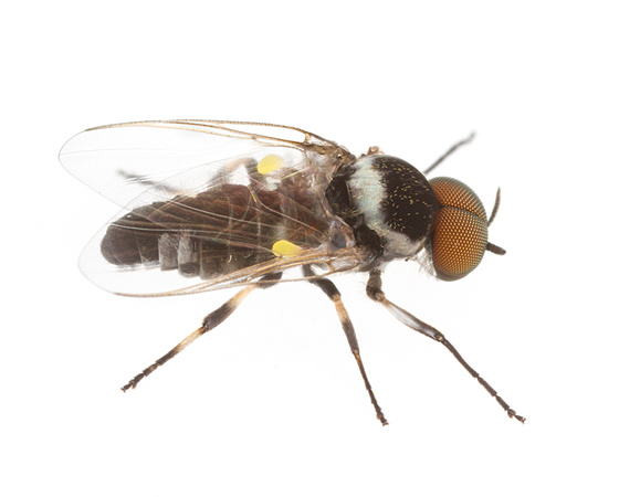 Black fly male