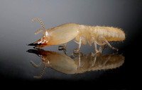 Termite soldier (Reticulitermes virginicus)