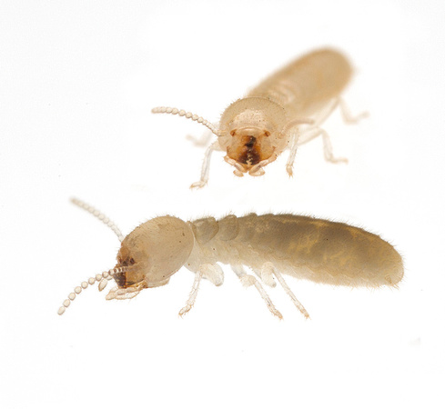 Termites (Reticulitermes virginicus)