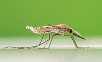 Malaria mosquito (Anopheles gambiae)