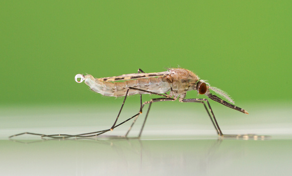 Malaria mosquito (Anopheles gambiae)