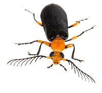 Fire-colored beetle (Neopyrochroa flabellata)