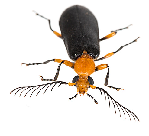 Fire-colored beetle (Neopyrochroa flabellata)