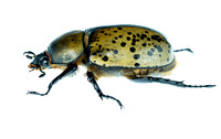 Eastern Hercules beetle (Dynastes tityus)