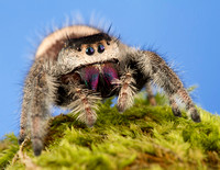 Regal jumping spider (Phidippus regius)