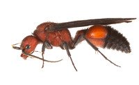 Winged velvet ant