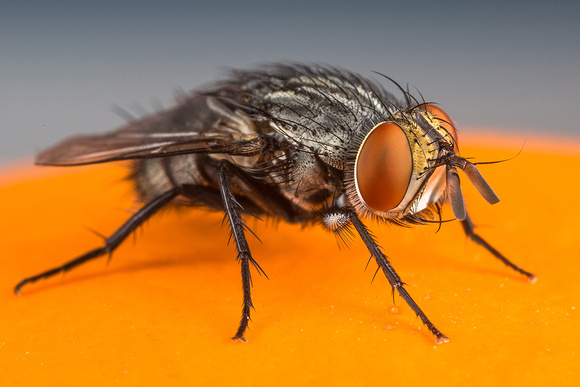 Tachinid fly (?)