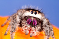 Jumping spider (Phidippus regius)