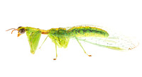 Green mantispid (Zeugomantispa minuta)
