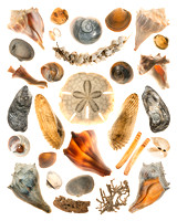Shells collected on Sapelo Island, Georgia