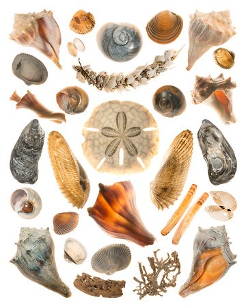 Shells collected on Sapelo Island, Georgia