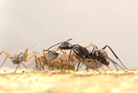 Carpenter ant eating honeydew from giant bark aphid