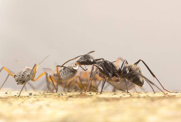 Carpenter ant eating honeydew from giant bark aphid