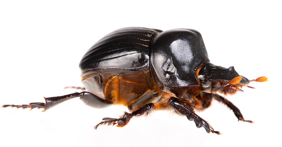 Rhinocerus beetle (Xyloryctes jamaicensis)
