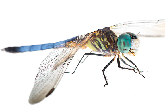 Blue dasher dragonfly (Pachydiplax longipennis)