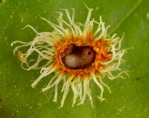 Gall wasp inside gall
