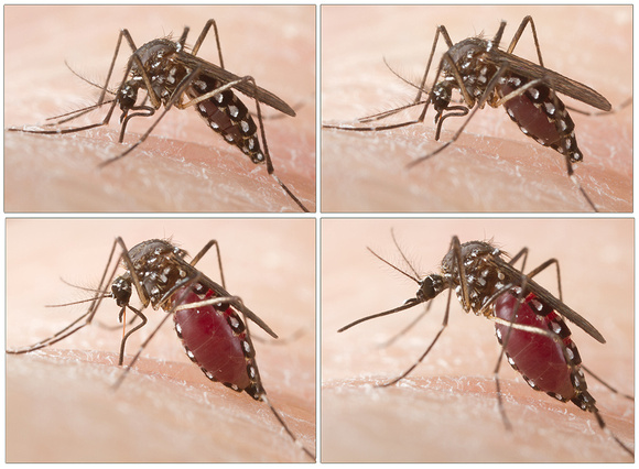 Aedes aegypti mosquito taking blood meal