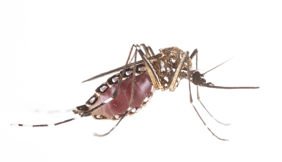 #40.  Aedes aegypti, blood engorged female side view