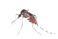 #101.  Aedes albopictus, blood engorged