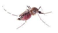 Aedes aegypti, blood engorged
