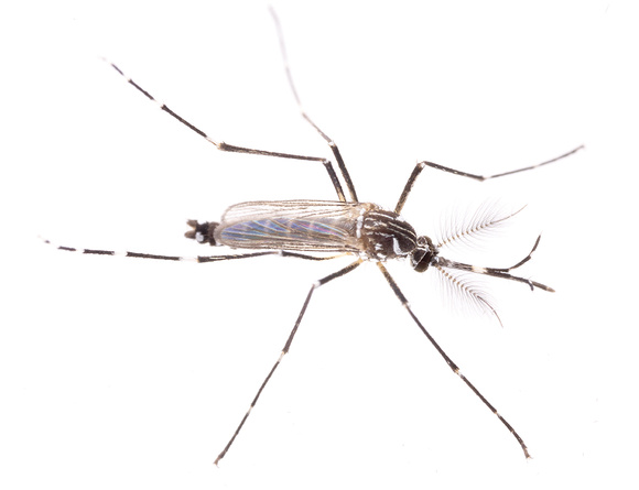 Aedes aegypti, male