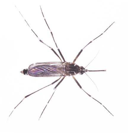 Aedes aegypti, dorsal