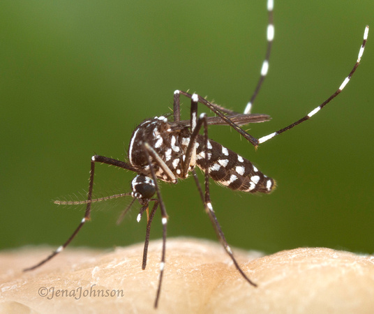 Asian tiger mosquito (Aedes albopictus)