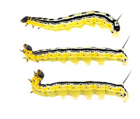 Catalpa worm (Ceratomia catalpae)