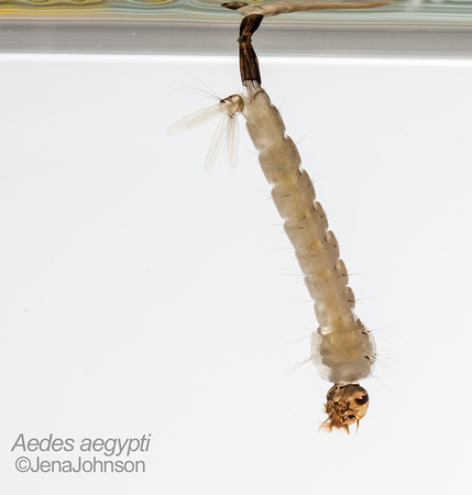 Aedes aegypti larva